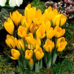Krokus Wielkokwiatowy - Żółty - 10 szt.