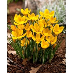 Krokus Dorothy - duża paczka! - 100 szt.