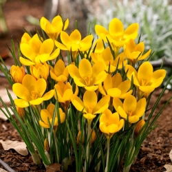 Krokus Dorothy - 10 szt.