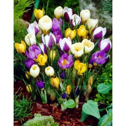 Krokus Botaniczny - mix - duża paczka! - 100 szt.
