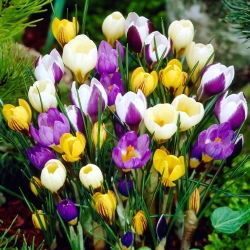 Krokus Botaniczny - mix - duża paczka! - 100 szt.