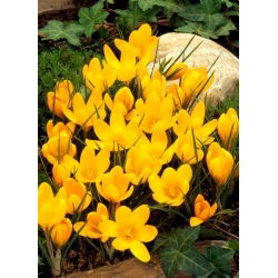 Krokus Żółty - duża paczka! - 100 szt.