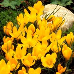 Krokus Żółty - duża paczka! - 100 szt.