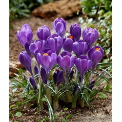Krokus Blue Ocean - duża paczka! - 100 szt.