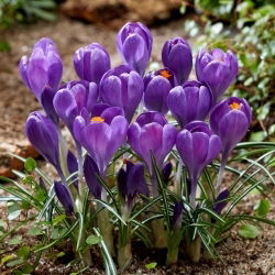 Krokus Blue Ocean - 10 szt.