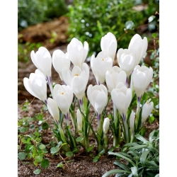 Krokus Ice Queen - 10 szt.