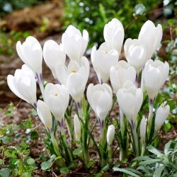Krokus Ice Queen - duża paczka! - 100 szt.