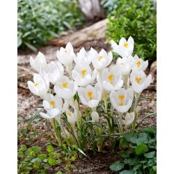 Krokus Ivory Princess - 10 szt.