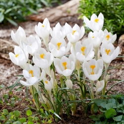 Krokus Ivory Princess - duża paczka! - 100 szt.
