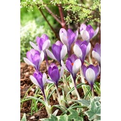 Krokus Yalta - duża paczka! - 100 szt.
