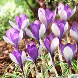Krokus Yalta - duża paczka! - 100 szt.
