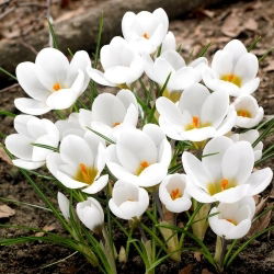 Krokus Biały - duża paczka! - 100 szt.