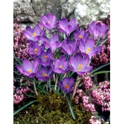 Krokus Fioletowy - duża paczka! - 100 szt.