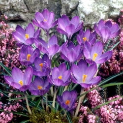Krokus Fioletowy - duża paczka! - 100 szt.