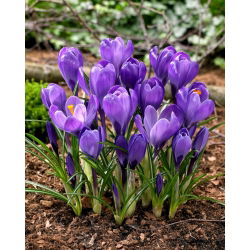 Krokus Wielkokwiatowy - Fioletowy - 10 szt.