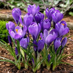 Krokus Wielkokwiatowy - Fioletowy - 10 szt.