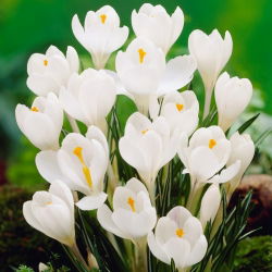 Krokus Wielkokwiatowy - Biały - 10 szt.