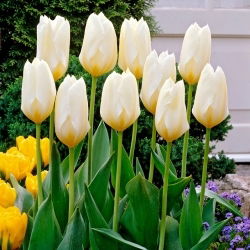 Tulipan Purissima - niski - 5 szt.