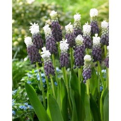 Szafirek Grape Ice - GIGA paczka! - 150 szt.