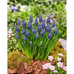 Szafirek Night Eyes - duża paczka! - 100 szt.