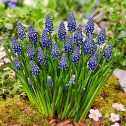 Szafirek Night Eyes - 10 szt.