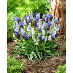 Szafirek Mix - Muscari Mix - 10 szt.