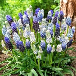 Szafirek Mix - Muscari Mix - 10 szt.