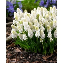 Szafirek White Magic - GIGA paczka! - 500 szt.