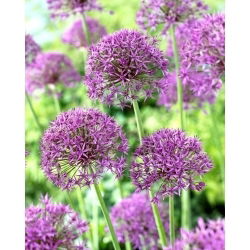 Czosnek ozdobny Violet Beauty - GIGA paczka! - 150 szt.