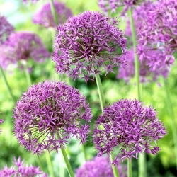 Czosnek ozdobny Violet Beauty - 3 szt.