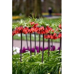 Korona Cesarska - Red Beauty - GIGA paczka! - 50 szt.