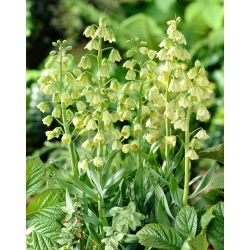 Szachownica perska - Ivory Bells - GIGA paczka! - 50 szt.