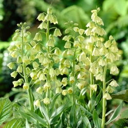 Szachownica perska - Ivory Bells