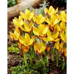 Krokus Bronze Form - GIGA paczka! - 500 szt.