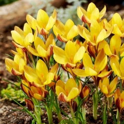 Krokus Bronze Form - 10 szt.