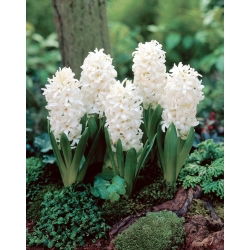Hiacynt White Pearl - 3 szt.