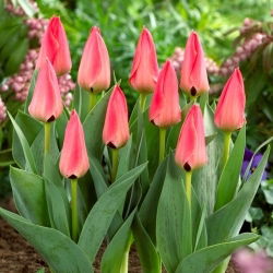 Tulipan Adele Duttweiler - 5 szt.