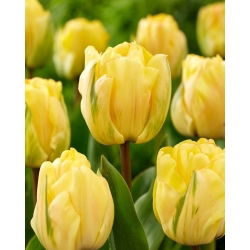 Tulipan Akebono - 5 szt.