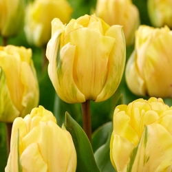 Tulipan Akebono - 5 szt.