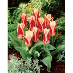 Tulipan Ancilla - 5 szt.