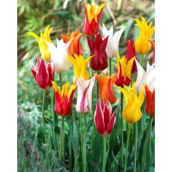 Tulipan liliokształtny mix - Lilyflowering mix - duża paczka! - 50 szt.