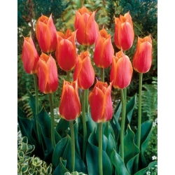 Tulipan Big Brother - 5 szt.