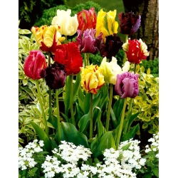 Tulipan papuzi mix - Parrot mix - 5 szt.