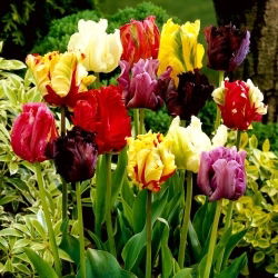 Tulipan papuzi mix - Parrot mix - GIGA paczka! - 250 szt.