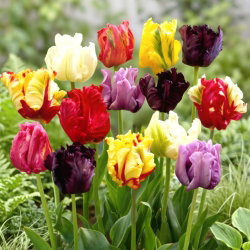 Tulipan papuzi mix - Parrot mix - GIGA paczka! - 250 szt.