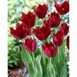Tulipan Pacific Pearl - duża paczka! - 50 szt.