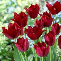 Tulipan Pacific Pearl - 5 szt.