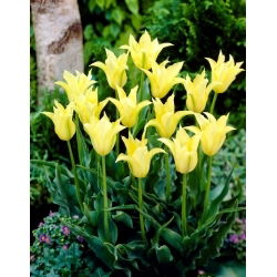 Tulipan Cistula - 5 szt.