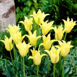 Tulipan Cistula - 5 szt.
