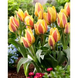 Tulipan City Flower - 5 szt.